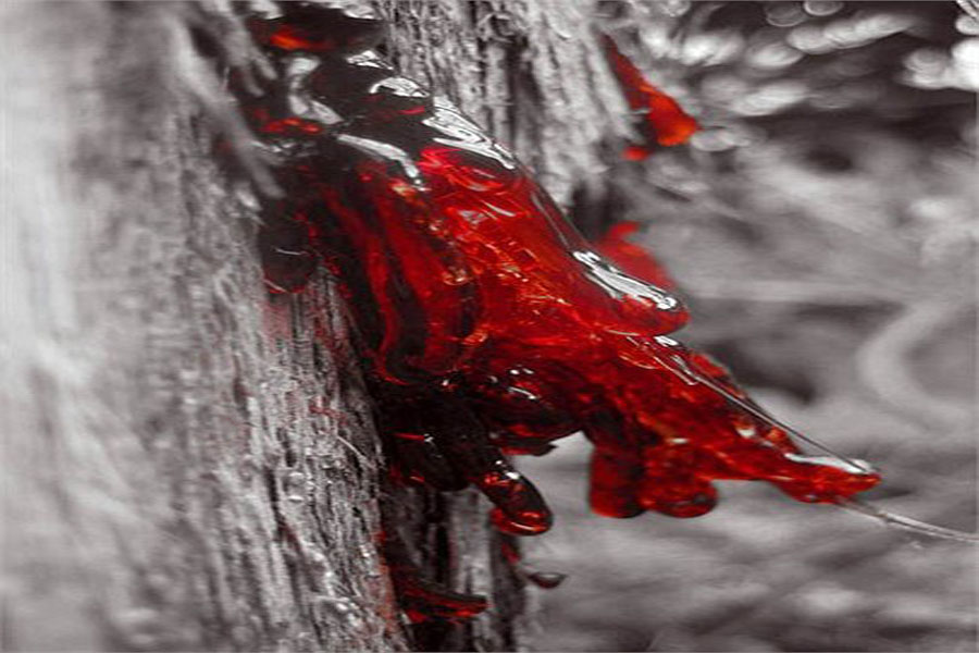 Hình ảnh cây huyết rồng – cây huyết long