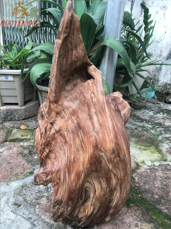 Gỗ lũa Ngọc Am tự nhiên KT44x22 cm