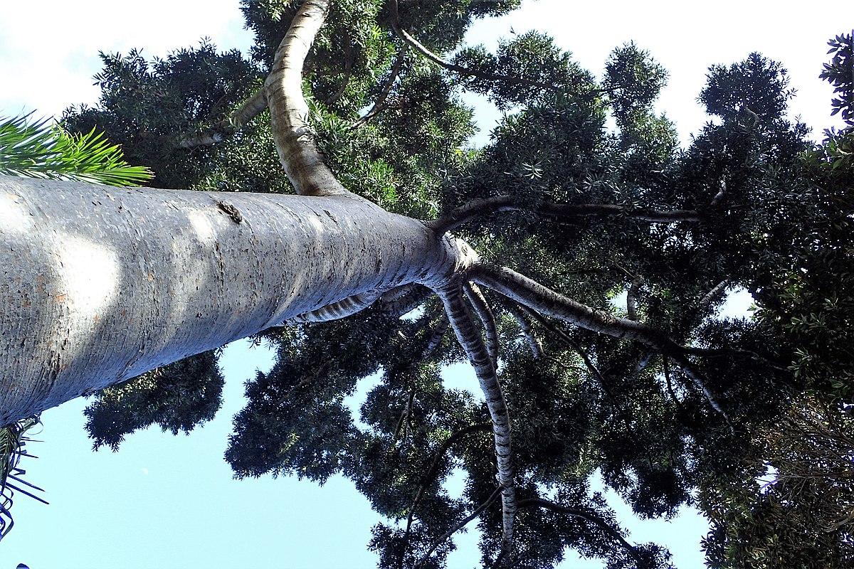Cây Huyết Rồng Là Cây Gì? Phân Biệt Với Gỗ Huyết Long Đông Nam Á