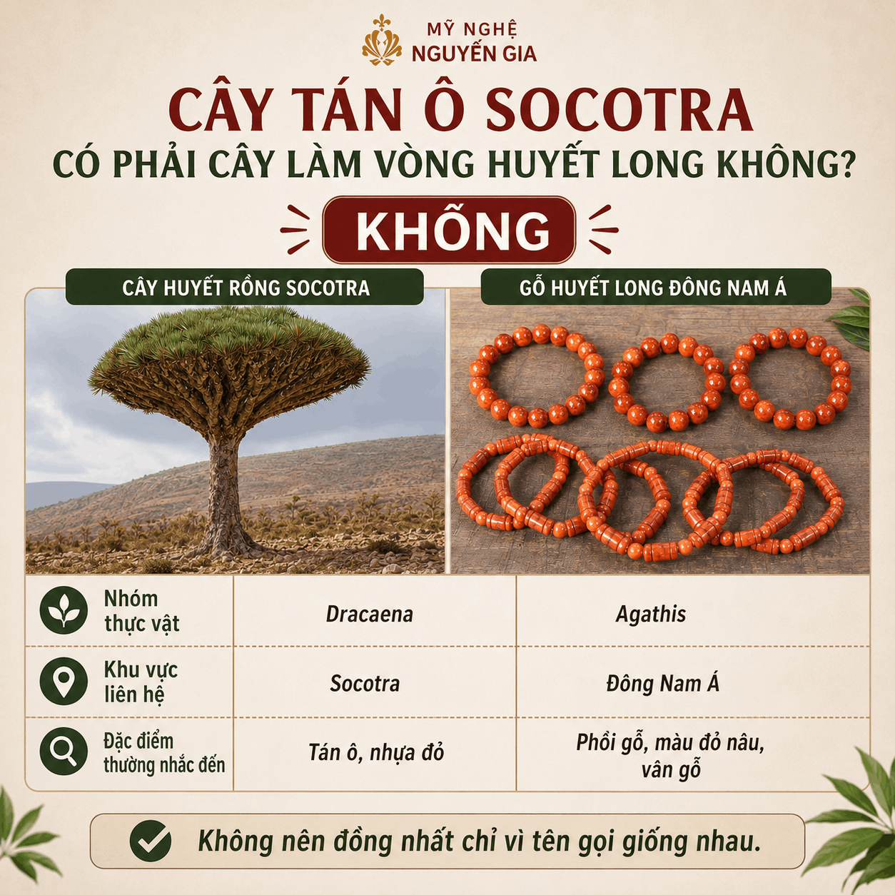 Cây Huyết Rồng Là Cây Gì? Phân Biệt Với Gỗ Huyết Long Đông Nam Á
