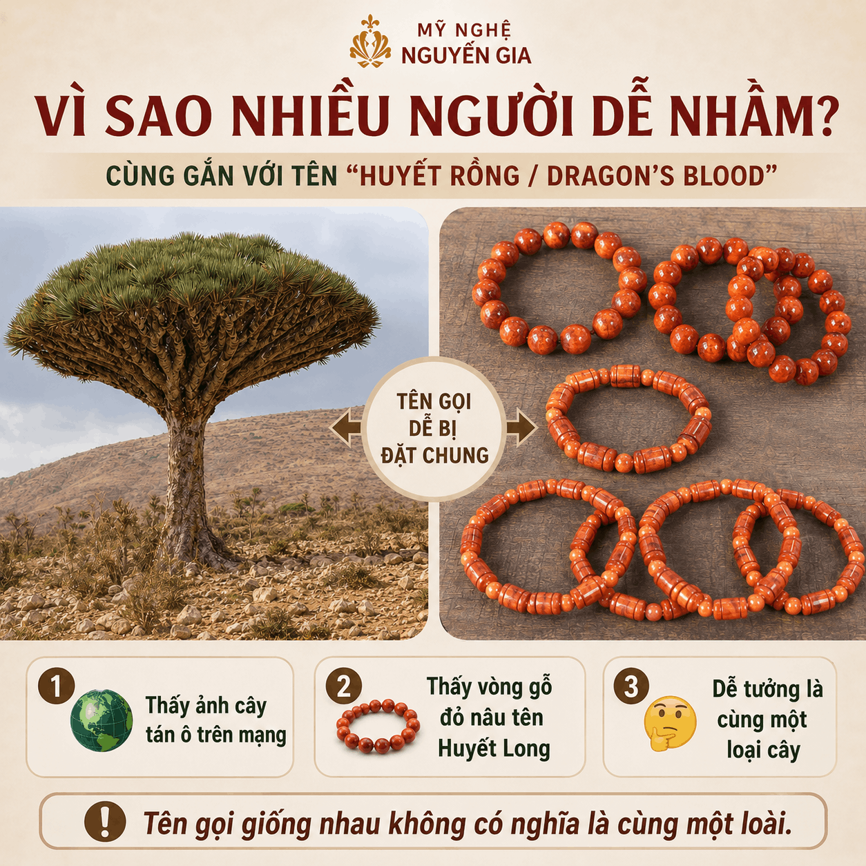 Cây Huyết Rồng Là Cây Gì? Phân Biệt Với Gỗ Huyết Long Đông Nam Á
