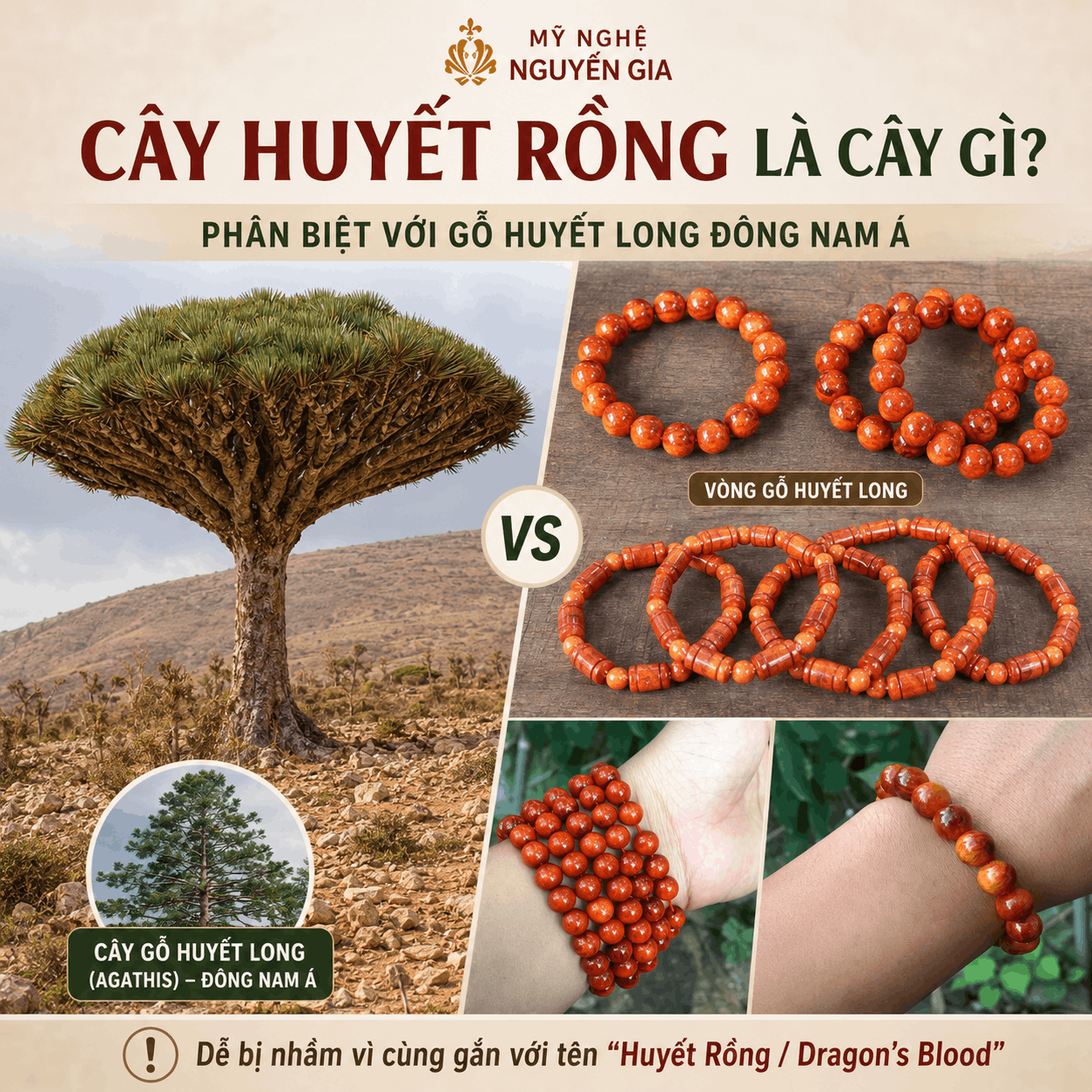 Cây Huyết Rồng Là Cây Gì? Phân Biệt Với Gỗ Huyết Long Đông Nam Á