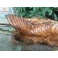 Tượng cá chép phong thủy gỗ xá xị (gù hương) KT35x17