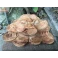 Cóc Ngậm Tiền Gỗ Ngọc Am 21 × 15 × 9 cm – Đục Tay Độc Bản
