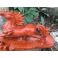 Tượng ngựa phong thủy gỗ Hương ngang 40 cm