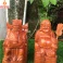 Tượng thần tài thổ địa gỗ Hương cao 20