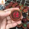 Bộ cờ tướng bàn cờ gỗ Trắc quân gỗ Hương đường kính 3,8 cm