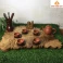 Khay trà gỗ Dổi nguyên khối 56 × 41 × 3 cm