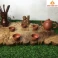 Khay trà gỗ Dổi nguyên khối 56 × 41 × 3 cm