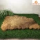 Khay trà gỗ Dổi nguyên khối 56 × 41 × 3 cm