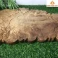 Khay trà gỗ Dổi nguyên khối 56 × 41 × 3 cm