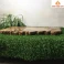 Khay trà gỗ Dổi nguyên khối 51 × 32 × 3 cm