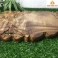 Khay trà gỗ Dổi nguyên khối 51 × 32 × 3 cm